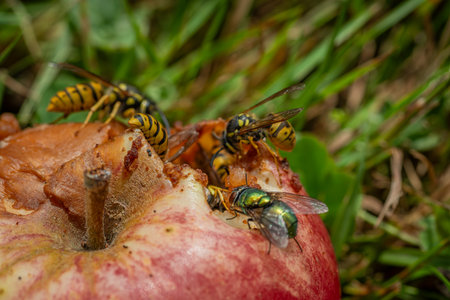 Wasp on rotten apple in green grass in summer hot sunny day