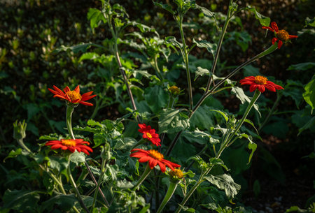 Botanical garden with color blossoms of flowers in summer hot sunny morningの写真素材