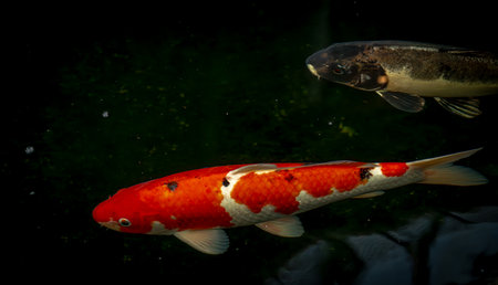 Color fishes in small lake in summer hot morningの写真素材