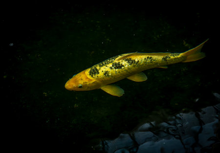 Fishes in small lake in botanical garden in summer hot morningの写真素材