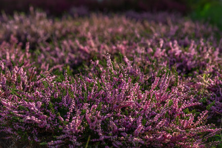 Color heather blooming flower in summer hot morning in gardenの写真素材