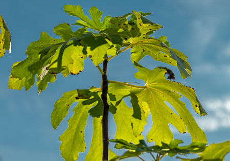 Plant with green leaves against a blue sky in the summer.