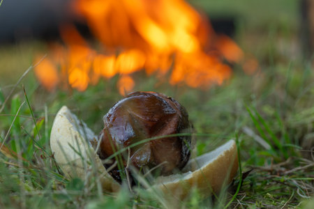 Roasted sausages with small fire and white bread on dry grass meadow in hot summer sunny morningの写真素材