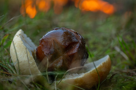 Roasted sausages with small fire and white bread on dry grass meadow in hot summer sunny morning