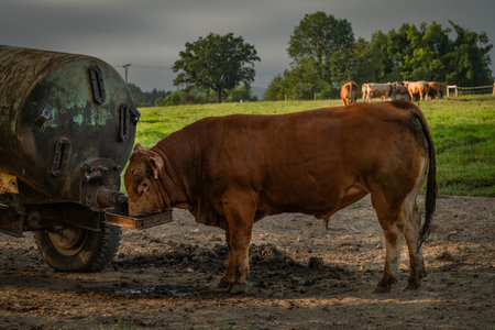 Pasture land with fences in summer hot evening near Chrastava town in north Bohemiaの写真素材