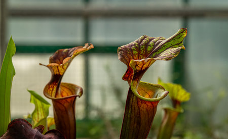 Botanical garden with color blossoms of flowers in summer hot sunny morningの写真素材
