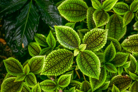 Botanical garden with color blossoms of flowers in summer hot sunny morningの写真素材