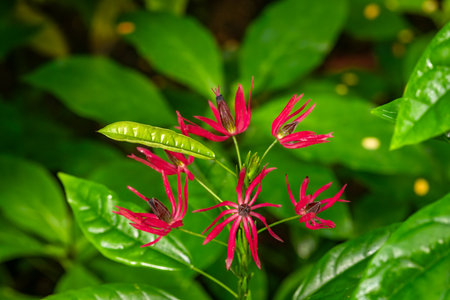 Botanical garden with color blossoms of flowers in summer hot sunny morningの写真素材