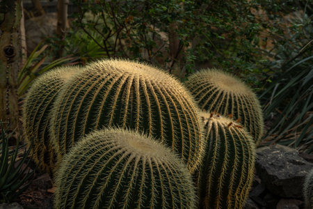 Botanical garden with color blossoms of flowers in summer sunny morningの写真素材