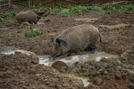 Dirty wild pig animal in wet mud in summer cloudy dark dayの写真素材