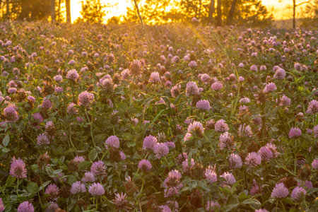 View for sunset evening sky from clover field with violet beautiful blossomsの写真素材
