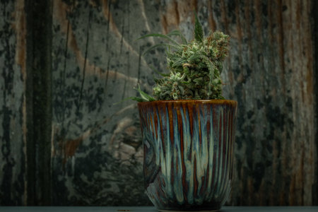 SAGE variety of ripened color bloom of marijuana flower with dark backgroundの写真素材