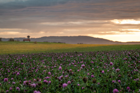View for sunset evening sky from clover field with violet beautiful blossomsの写真素材