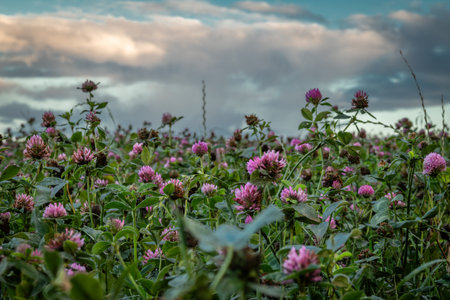 View for sunset evening sky from clover field with beautiful blossomsの写真素材
