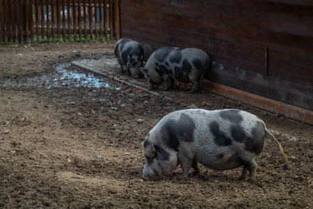 Viet nam pig near wooden fence in mud in cloudy summer dayの写真素材