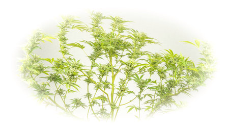 White background with big marijuana flower with plenty of ripened green color blossomsの写真素材