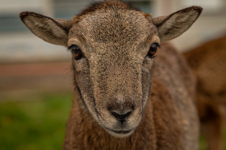Mouflon animal in garden in autumn day in Pragueの写真素材
