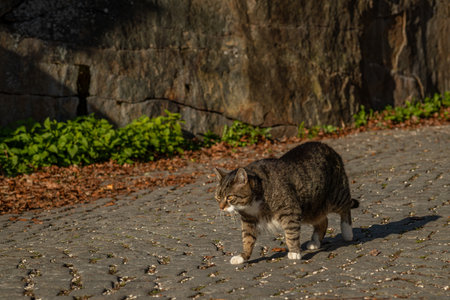 Autumn on street in Linz with adult cat with collarの写真素材