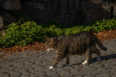 Autumn on street in Linz with adult home color cat with collarの写真素材