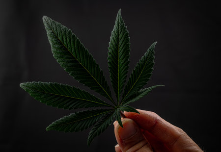 Dark green fresh leaf of marijuana flower in hand with black wall background
