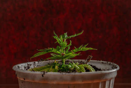 Young plant in white pot and orange dish with red wall backgroundの写真素材