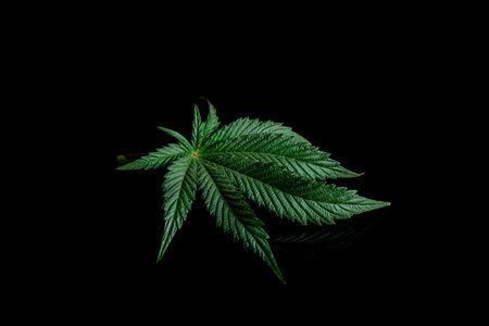 Fresh dark green marijuana flower leaf on black tableの写真素材