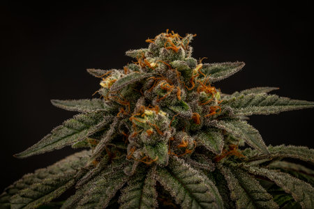 Marijuana flower with ripened blossom and black dark wallの写真素材