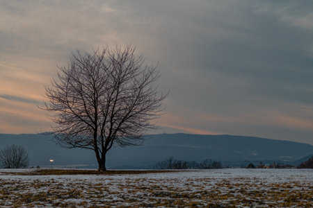 Blue hour with tree alone and street lighting in blue hour in Severni Terasa part of city Usti nad Labemの写真素材