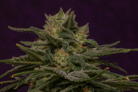 Blue cheese variety of marijuana flower with violet wall and ripened blossomの写真素材