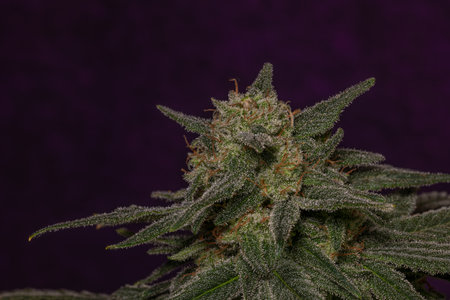Blue cheese variety of marijuana flower with violet wall and ripened blossomの写真素材
