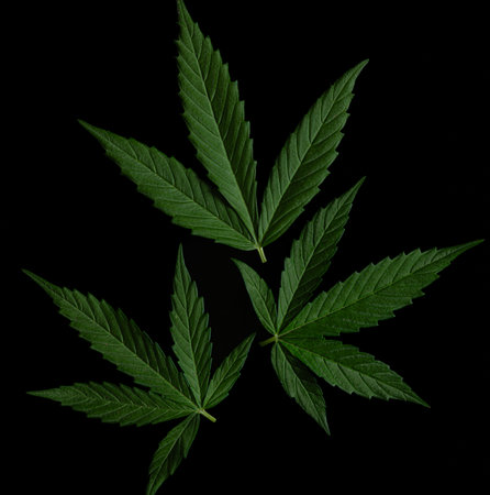 Green clean fresh leaves on dark black background