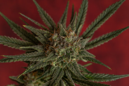Water melon variety of marijuana flower with ripened color blossom
