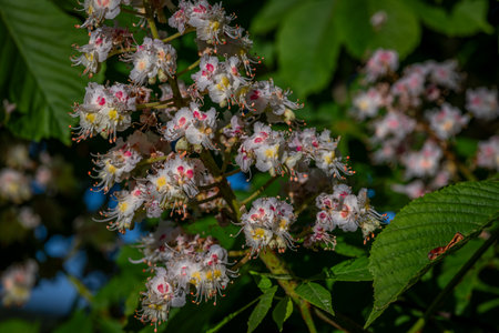 Summer fresh morning view for bloom of chestnut on big tree with blue sky