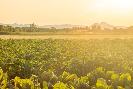 Hot summer dry sunset evening in Polabi area near Olesko villageの写真素材