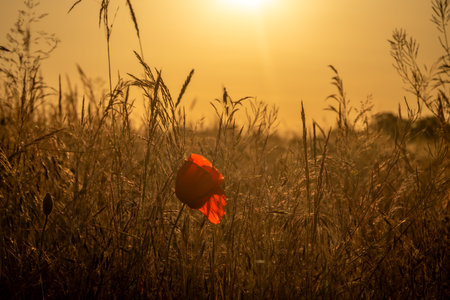 Hot summer dry sunset evening in Polabi area near Olesko villageの写真素材