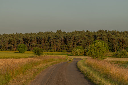 Hot summer dry sunset evening in Polabi area near Olesko villageの写真素材