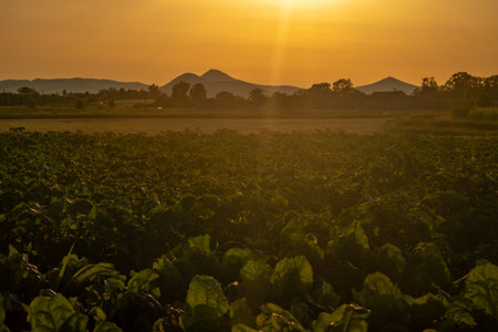 Hot summer dry sunset evening in Polabi area near Olesko village