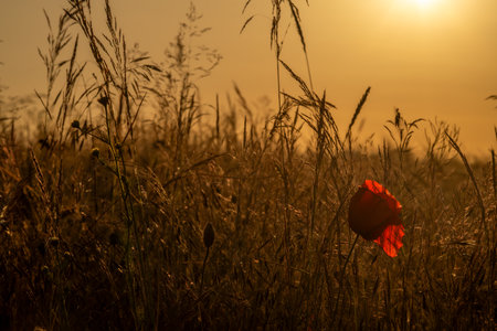 Hot summer dry sunset evening in Polabi area near Olesko villageの写真素材