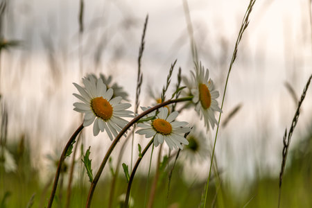 Daisy blossom wet after rain in light green meadow grass in mountainsの写真素材