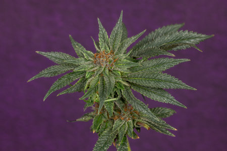 Pure variety of marijuana flower ripened bloom with dark violet wallの写真素材