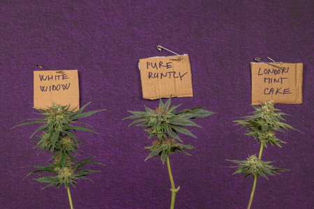 Three kind variety of marijuana flower ripened bloom with dark violet wall