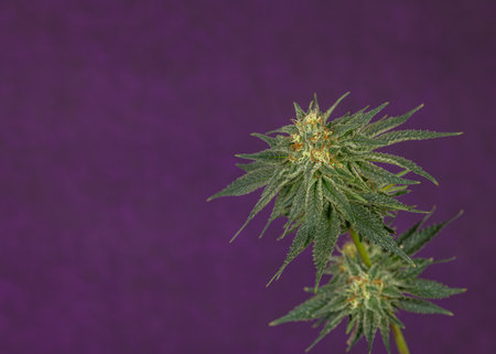 London mint cake variety of cannabis flower ripened bloom with dark violet wallの写真素材