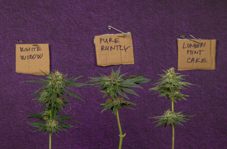 Three kind variety of marijuana flower ripened bloom with dark violet wallの写真素材
