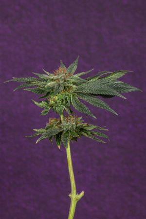 Pure variety of marijuana flower ripened bloom with dark violet wallの写真素材