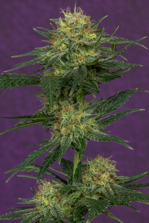 White widow variety of marijuana flower ripened bloom with dark violet wallの写真素材
