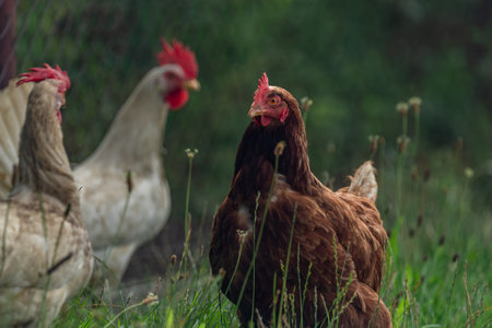 Hens in green grass in hot sunny summer fresh day