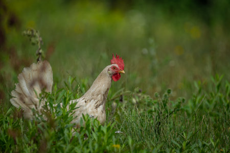 Hens in green grass in hot sunny summer fresh dayの写真素材