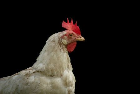 Hen in hot sunny summer fresh day