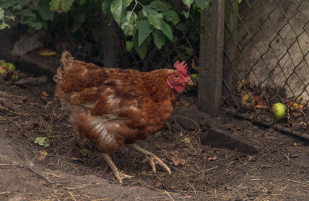 Hens in green grass in hot sunny summer dayの写真素材