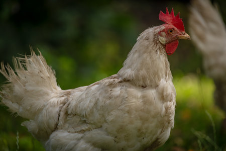 Hens in green grass in hot sunny summer fresh day